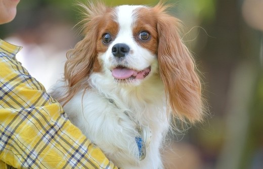 ペット手帳 犬 動物病院