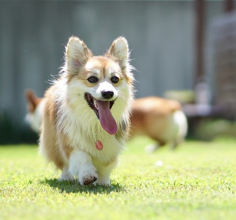 ペット手帳 犬 動物病院