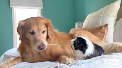 Sharing Zoodles