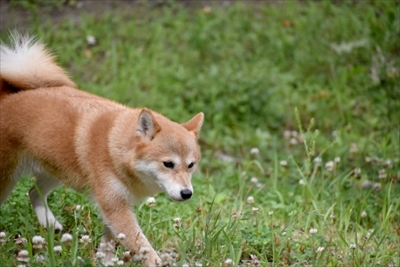 「ドコノコ」迷子捜しマニュアル