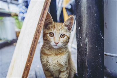 「ドコノコ」迷子捜しマニュアル