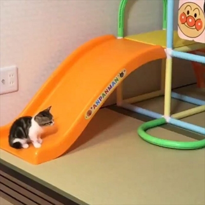 すべり台に挑戦するネコチャン