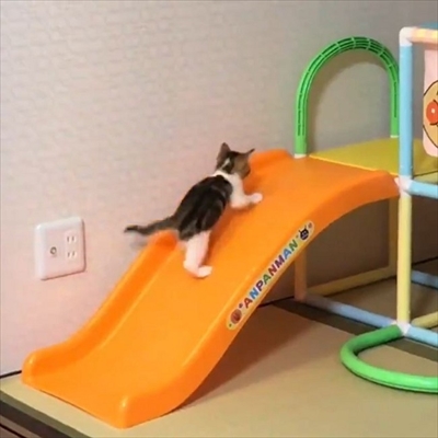 すべり台に挑戦するネコチャン