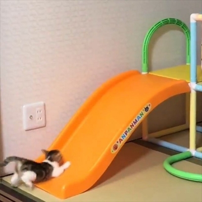 すべり台に挑戦するネコチャン