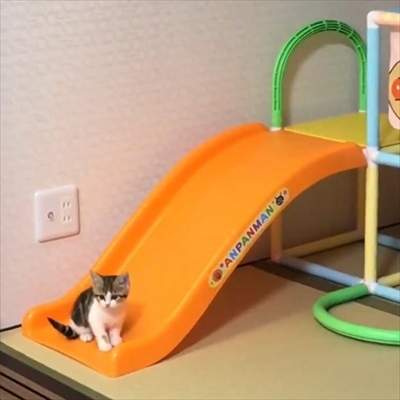 すべり台に挑戦するネコチャン