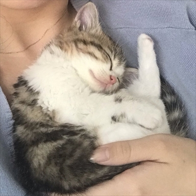 すべり台に挑戦するネコチャン