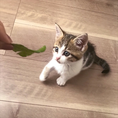 すべり台に挑戦するネコチャン