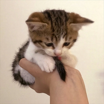 すべり台に挑戦するネコチャン