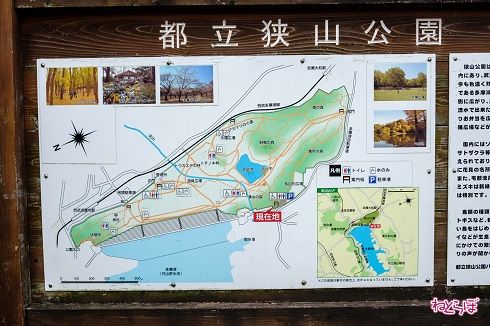 狭山公園に来ました