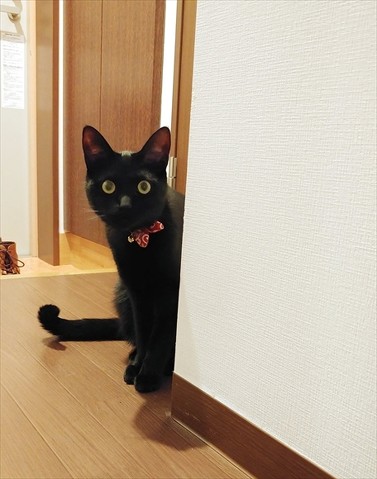 怒った黒猫
