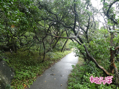 DMV 近未来の公共交通機関 "Dual Mode Vehicle" 阿佐海岸鉄道