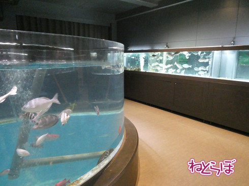 DMV 近未来の公共交通機関 "Dual Mode Vehicle" 阿佐海岸鉄道