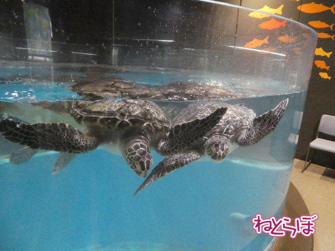 DMV 近未来の公共交通機関 "Dual Mode Vehicle" 阿佐海岸鉄道