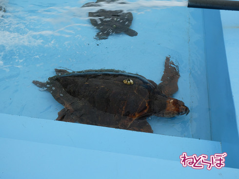 DMV 近未来の公共交通機関 "Dual Mode Vehicle" 阿佐海岸鉄道