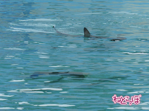 DMV 近未来の公共交通機関 "Dual Mode Vehicle" 阿佐海岸鉄道