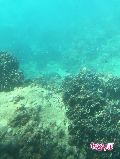 DMV 近未来の公共交通機関 "Dual Mode Vehicle" 阿佐海岸鉄道