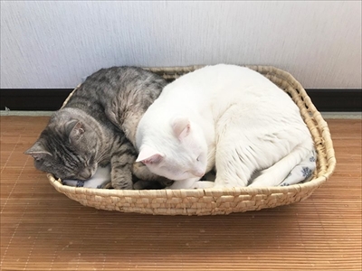 妖怪「ふろみたがり」