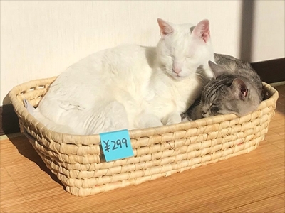 妖怪「ふろみたがり」