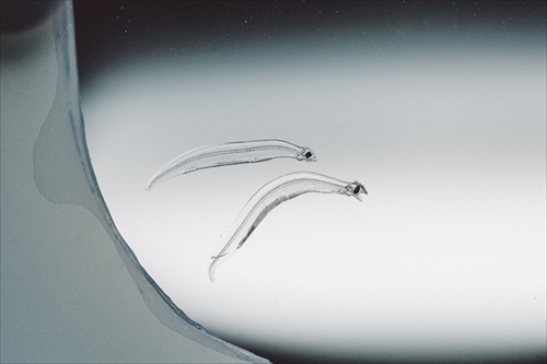 近畿大学水産研究所ウナギ