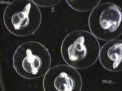 近畿大学水産研究所ウナギ