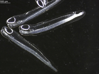 近畿大学水産研究所ウナギ