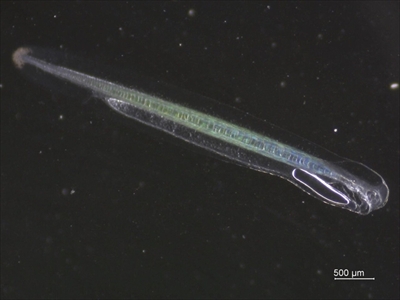 近畿大学水産研究所ウナギ