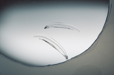 近畿大学水産研究所ウナギ