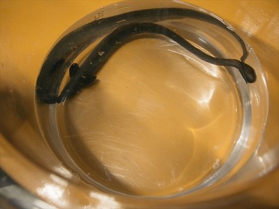 近畿大学水産研究所ウナギ