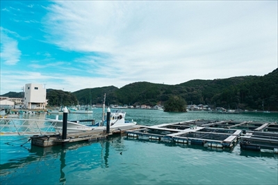 近畿大学水産研究所ウナギ