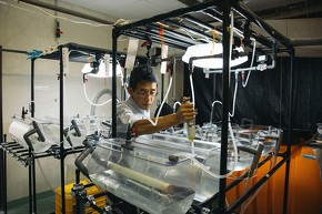 近畿大学水産研究所ウナギ