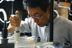 近畿大学水産研究所ウナギ