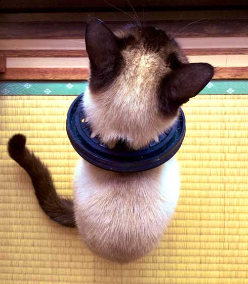 猫 君 ごみ箱 生ごみ 台所 あさった 犯人 排水口 カバー 首