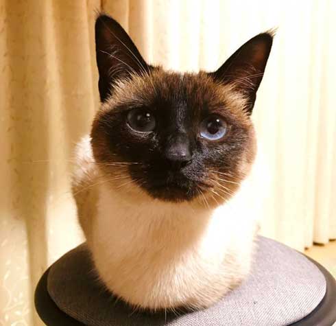 猫 君 ごみ箱 生ごみ 台所 あさった 犯人 排水口 カバー 首