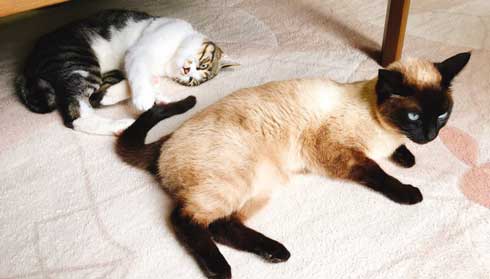 猫 君 ごみ箱 生ごみ 台所 あさった 犯人 排水口 カバー 首