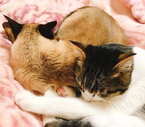 猫 君 ごみ箱 生ごみ 台所 あさった 犯人 排水口 カバー 首