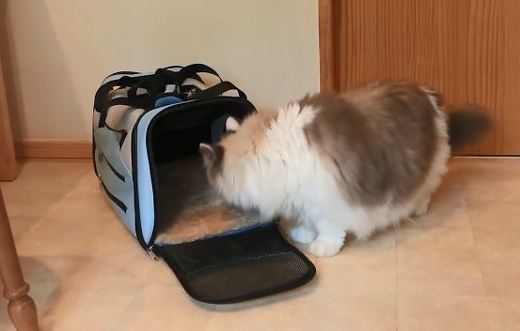 ペット手帳 猫 キャリーケース