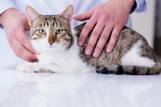 ペット手帳 猫 キャリーケース