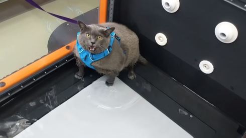 シンダー