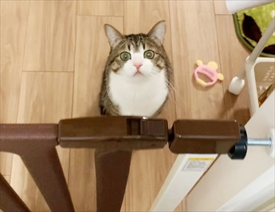 猫のすずめちゃん