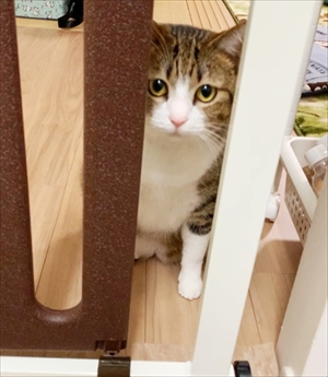 猫のすずめちゃん