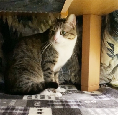 猫のすずめちゃん