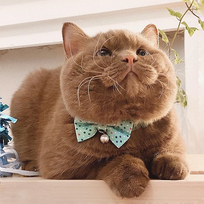 もこもこにゃんこ