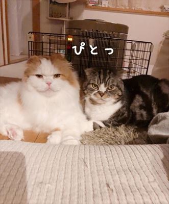 猫