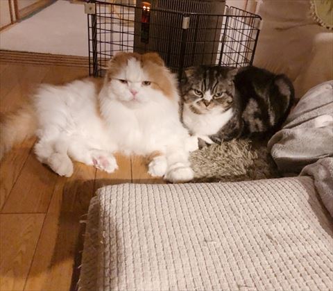 猫
