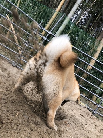 穴掘りそらくん