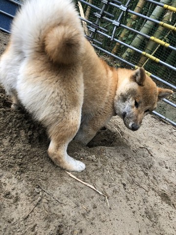 穴掘りそらくん