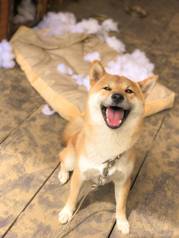 後ろが綿だらけのそらくん