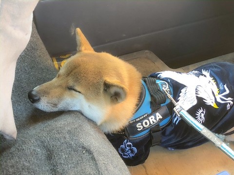 穴掘りそらくん