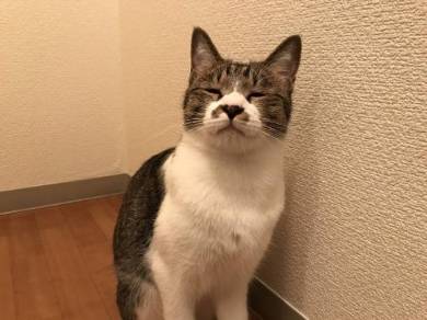 猫 ミファ君 目をつぶっちゃう