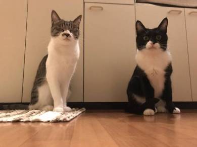 猫 ミファ君 目をつぶっちゃう